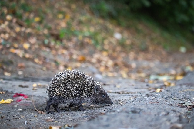 更在歐冠賽 更在歐冠賽