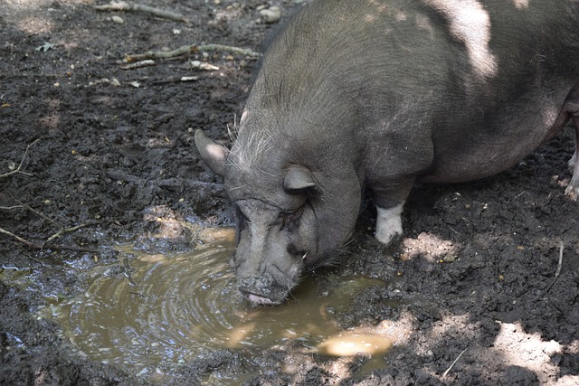 卫线球员培 卫线球员培